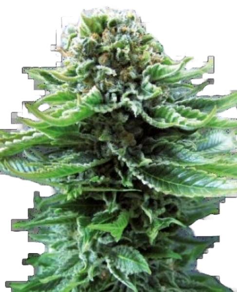 Sensi Northern Lights 3+1 Auto